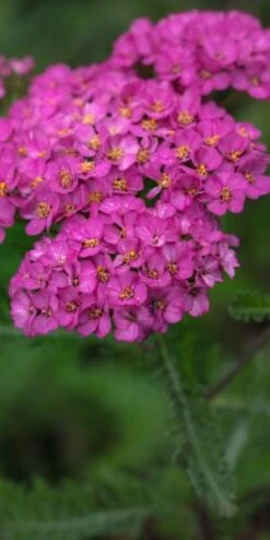 ACHILLEA 'Apfelblute' (Galaxy Series)