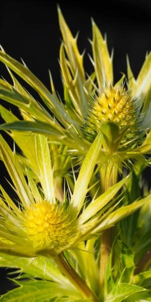 ERYNGIUM X Zabelii 'Neptune's Gold' PBR - Image 2