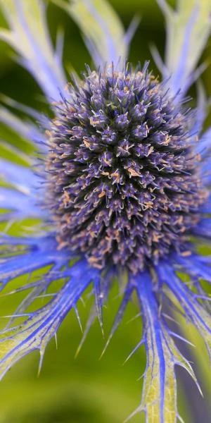 ERYNGIUM X Zabelii 'Neptune's Gold' PBR - Image 3
