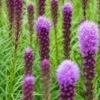 LIATRIS Spicata 'Kobold'