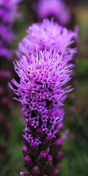 LIATRIS Spicata 'Kobold' - Image 2