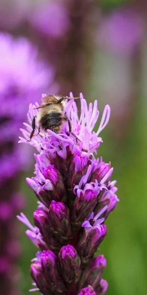 LIATRIS Spicata 'Kobold' - Image 3