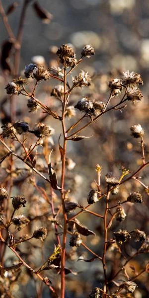 SYMPHYOTRICHUM 'Little Carlow' (cordifolius Hybrid) - Image 2