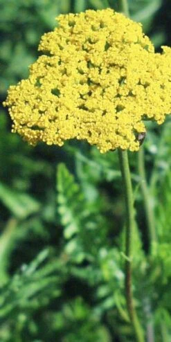 ACHILLEA Filipendulina 'Cloth Of Gold'