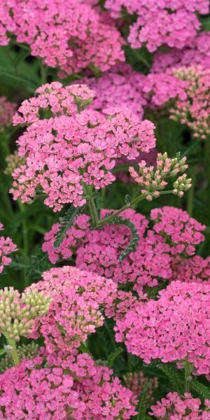 ACHILLEA 'Gloria Jean' - Image 2