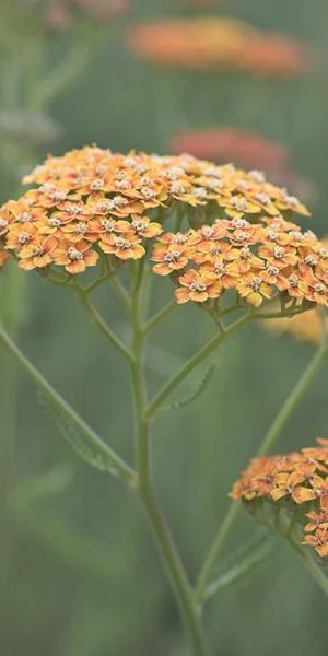 ACHILLEA 'Terracotta' - Image 2