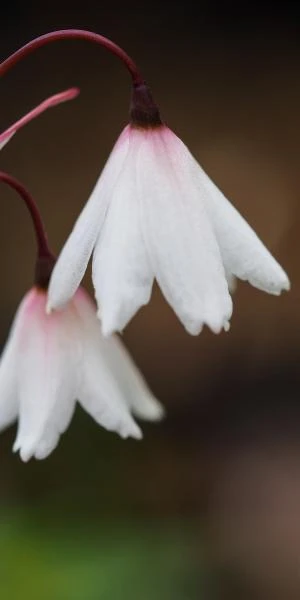 ACIS Autumnalis - Image 2