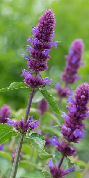 AGASTACHE 'Blue Boa' PBR