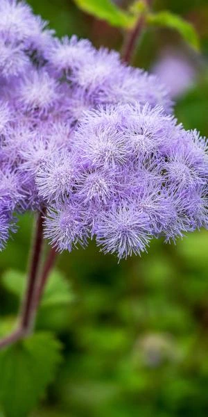 AGERATUM Petiolatum - Image 2