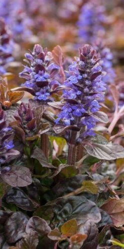 AJUGA Reptans 'Braunherz'
