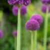 ALLIUM 'Ambassador'