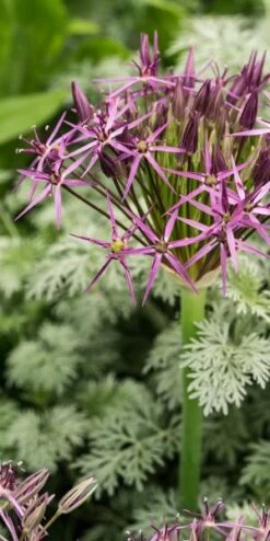 ALLIUM Cristophii
