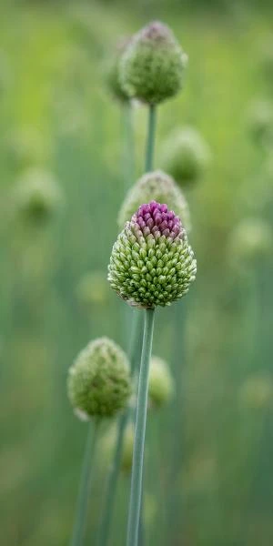 ALLIUM Sphaerocephalon - Image 3