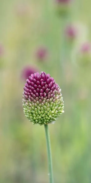 ALLIUM Sphaerocephalon - Image 2