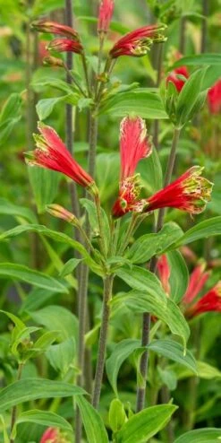 ALSTROEMERIA Psittacina