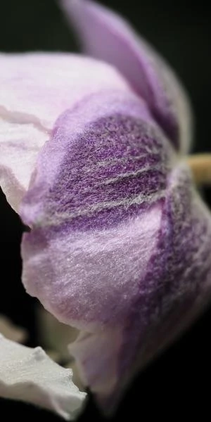 ANEMONE 'Dreaming Swan' PBR - Image 3