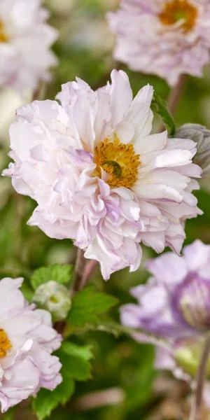 ANEMONE 'Frilly Knickers'