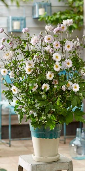 ANEMONE 'Frilly Knickers' - Image 3