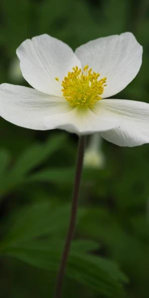 ANEMONE Sylvestris - Image 2