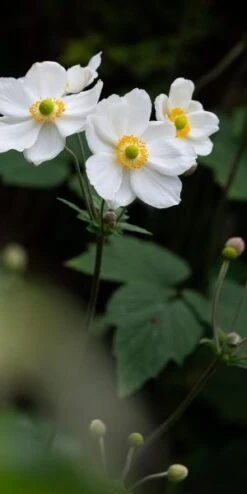ANEMONE X Hybrida 'Honorine Jobert'
