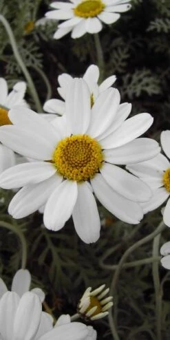 ANTHEMIS Punctata Subsp Cupaniana