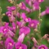 ANTIRRHINUM 'Pretty In Pink' PBR