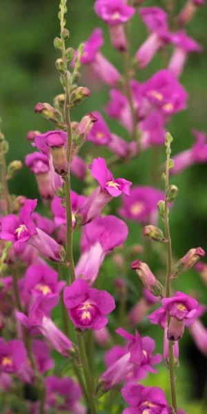 ANTIRRHINUM 'Pretty In Pink' PBR