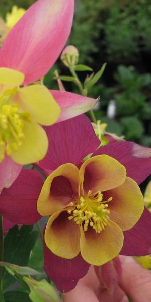 AQUILEGIA 'McKana Group' - Image 2