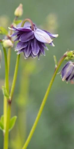 AQUILEGIA Vulgaris Var. Stellata 'Christa Barlow' (Barlow Series)