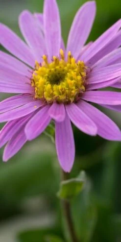ASTER Amellus 'Rosa Erfullung' (Pink Zenith)