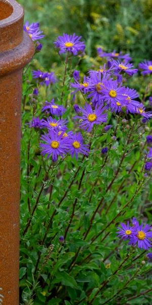 ASTER Amellus 'King George' - Image 3