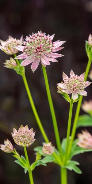 ASTRANTIA Major 'Florence' PBR - Image 2