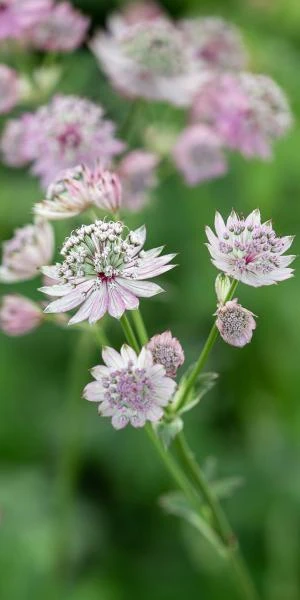 ASTRANTIA Major Var. Rosea - Image 2