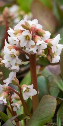 BERGENIA 'Bressingham White'