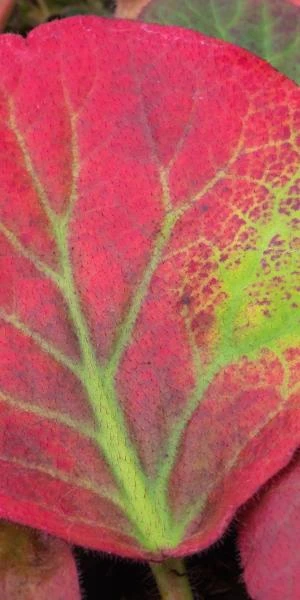 BERGENIA Ciliata - Image 2