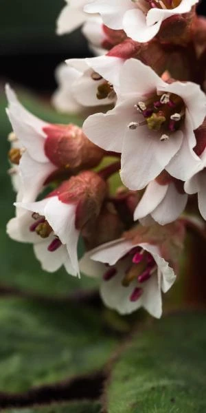 BERGENIA Ciliata - Image 3