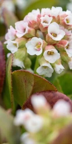 BERGENIA 'Diamond Drops'