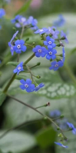 BRUNNERA Macrophylla 'Jack Frost' PBR