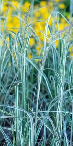 CALAMAGROSTIS X Acutiflora 'Overdam'