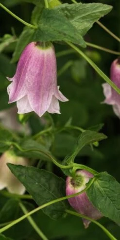 CAMPANULA Takesimana 'Elizabeth II'