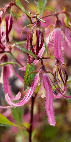 CAMPANULA 'Pink Octopus' PBR
