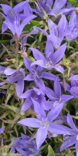 CAMPANULA Poscharskyana