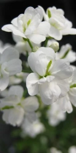 CARDAMINE Pratensis 'Flore Pleno' White-flowered (d)