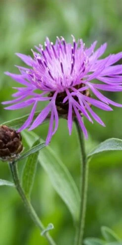 CENTAUREA Carniolica