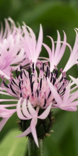 CENTAUREA Montana 'Carnea' - Image 2
