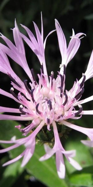 CENTAUREA Montana 'Carnea'