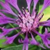 CENTAUREA Montana Purple