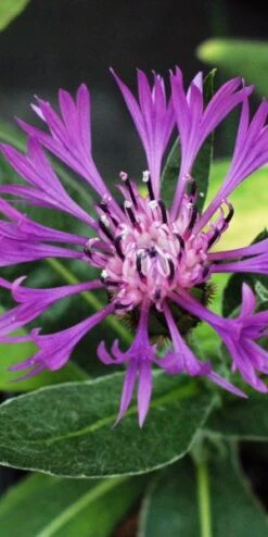 CENTAUREA Montana Purple