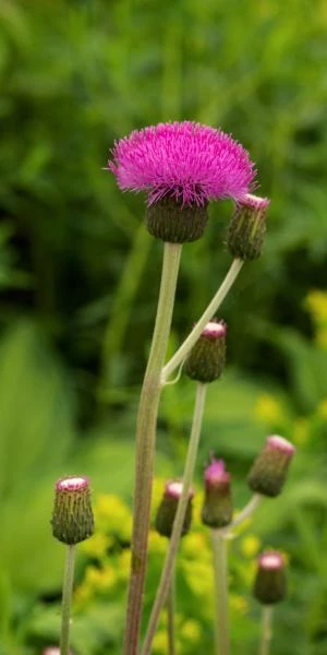 CIRSIUM Heterophyllum - Image 2