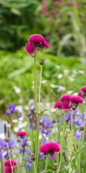 CIRSIUM Rivulare 'Atropurpureum' - Image 2